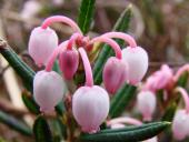 Rosmarinheide (Andromeda polifolia)-L. Klasing