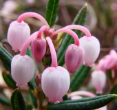 Rosmarinheide (Andromeda polifolia)-L. Klasing