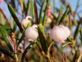 Rosmarinheide (Andromeda polifolia)-L. Klasing