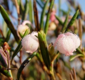 Rosmarinheide (Andromeda polifolia)-L. Klasing