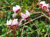 Moosbeere (Vaccinium oxycoccus)-L. Klasing