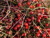 Moosbeere (Vaccinium oxycoccus)-L. Klasing