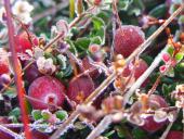 Moosbeere (Vaccinium oxycoccus)-L. Klasing