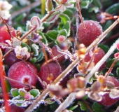 Moosbeere (Vaccinium oxycoccus)-L. Klasing