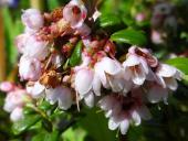 Preiselbeere (Vaccinium vitis-idaea)-L. Klasing