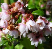 Preiselbeere (Vaccinium vitis-idaea)-L. Klasing