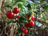 Preiselbeere (Vaccinium vitis-idaea)-L. Klasing