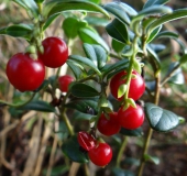 Preiselbeere (Vaccinium vitis-idaea)-L. Klasing
