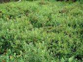 Rauschbeere (Vaccinium uliginosum)-L. Klasing