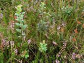 Rauschbeere (Vaccinium uliginosum)-L. Klasing