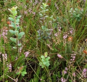 Rauschbeere (Vaccinium uliginosum)-L. Klasing