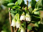 Rauschbeere (Vaccinium uliginosum)-L. Klasing