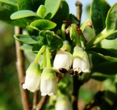 Rauschbeere (Vaccinium uliginosum)-L. Klasing