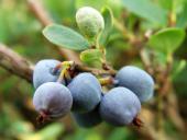 Rauschbeere (Vaccinium uliginosum)-L. Klasing