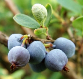 Rauschbeere (Vaccinium uliginosum)-L. Klasing