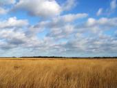 Pfeifengras (Molinia caerulea)-L. Klasing