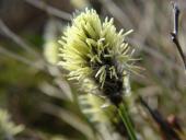 Blüte Scheidiges Wollgras-L. Klasing