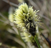 Blüte Scheidiges Wollgras-L. Klasing