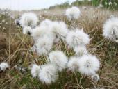 Samenstand: Scheidiges Wollgras-L. Klasing