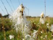 Reifer Samen Scheidiges Wollgras-L. Klasing