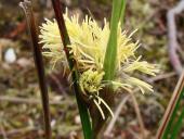 Blüte Schmalblättriges Wollgras-L. Klasing