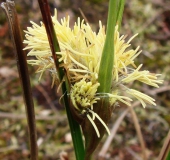 Blüte Schmalblättriges Wollgras-L. Klasing