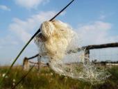 Reifer Samen Schmalblättriges Wollgras-L. Klasing