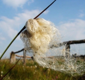 Reifer Samen Schmalblättriges Wollgras-L. Klasing