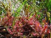 Mittlerer Sonnentau-L. Klasing