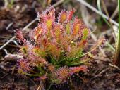 Mittlerer Sonnentau-L. Klasing