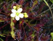 Blüte Mittlerer Sonnentau-L. Klasing