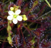 Blüte Mittlerer Sonnentau-L. Klasing