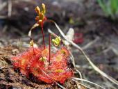 Rundblättriger Sonnentau-L. Klasing