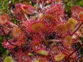 Rundblättriger Sonnentau-L. Klasing