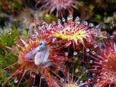 Rundblättriger Sonnentau-L. Klasing