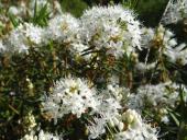 Sumpfporst-L. Klasing