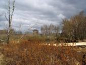 Gagel (Myrica gale)-L. Klasing