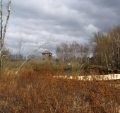 Gagel (Myrica gale)-L. Klasing