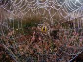 Marmorierte Kreuzsp. W. (Araneus marmoreus var. pyramidata)-L. Klasing