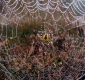 Marmorierte Kreuzsp. W. (Araneus marmoreus var. pyramidata)-L. Klasing