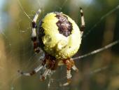 Marmorierte Kreuzsp. W. (Araneus marmoreus var. pyramidata)-L. Klasing
