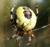 Marmorierte Kreuzsp. W. (Araneus marmoreus var. pyramidata)-L. Klasing