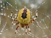 Marmorierte Kreuzsp. W. (Araneus marmoreus var. pyramidata)-L. Klasing