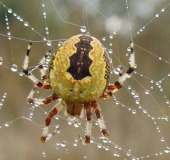 Marmorierte Kreuzsp. W. (Araneus marmoreus var. pyramidata)-L. Klasing