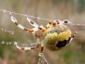 Marmorierte Kreuzsp. W. (Araneus marmoreus var. pyramidata)-L. Klasing