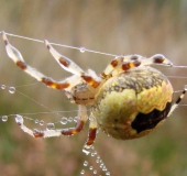 Marmorierte Kreuzsp. W. (Araneus marmoreus var. pyramidata)-L. Klasing