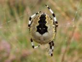 Marmorierte Kreuzsp. W. (Araneus marmoreus var. pyramidata)-L. Klasing