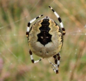 Marmorierte Kreuzsp. W. (Araneus marmoreus var. pyramidata)-L. Klasing