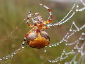 Marmorierte Kreuzsp. W. (Araneus marmoreus var. pyramidata)-L. Klasing