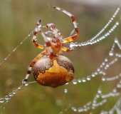 Marmorierte Kreuzsp. W. (Araneus marmoreus var. pyramidata)-L. Klasing